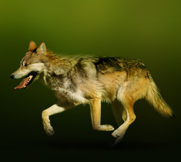 Хондосский японский волк
