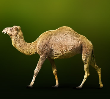 Одногорбый верблюд