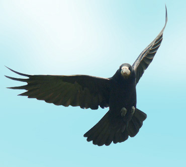 Грач (Corvus frugilegus) — Птицы / Мир животных.ру