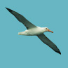 Южный королевский альбатрос