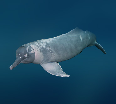 Амазонский дельфин (Inia geoffrensis) — Рыбы / Мир животных.ру