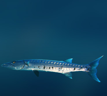 Большая барракуда (Sphyraena barracuda) — Рыбы / Мир животных.ру