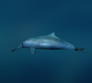 Дельфин Ла-Платы