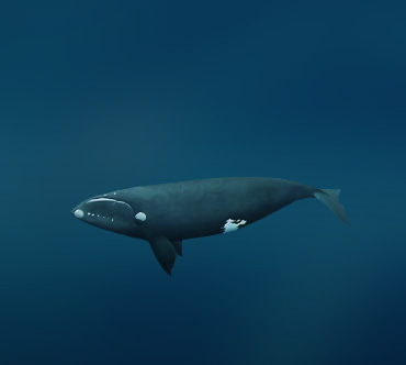 Гладкий кит