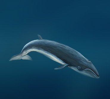 Карликовый кит