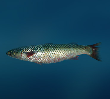 Пиленгас (Mugil soiuy) — Рыбы / Мир животных.ру