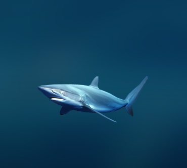Шёлковая акула