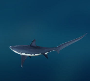 Воротниковая акула