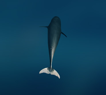 Зубатый кит