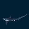 Воротниковая акула