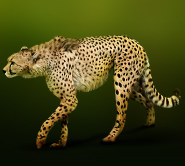 http://www.theanimalworld.ru/img/encycl/animals/big/gepard.jpg