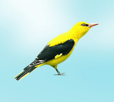 http://www.theanimalworld.ru/img/encycl/birds/big/ivolga.jpg